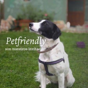 alojamiento petfriendly
